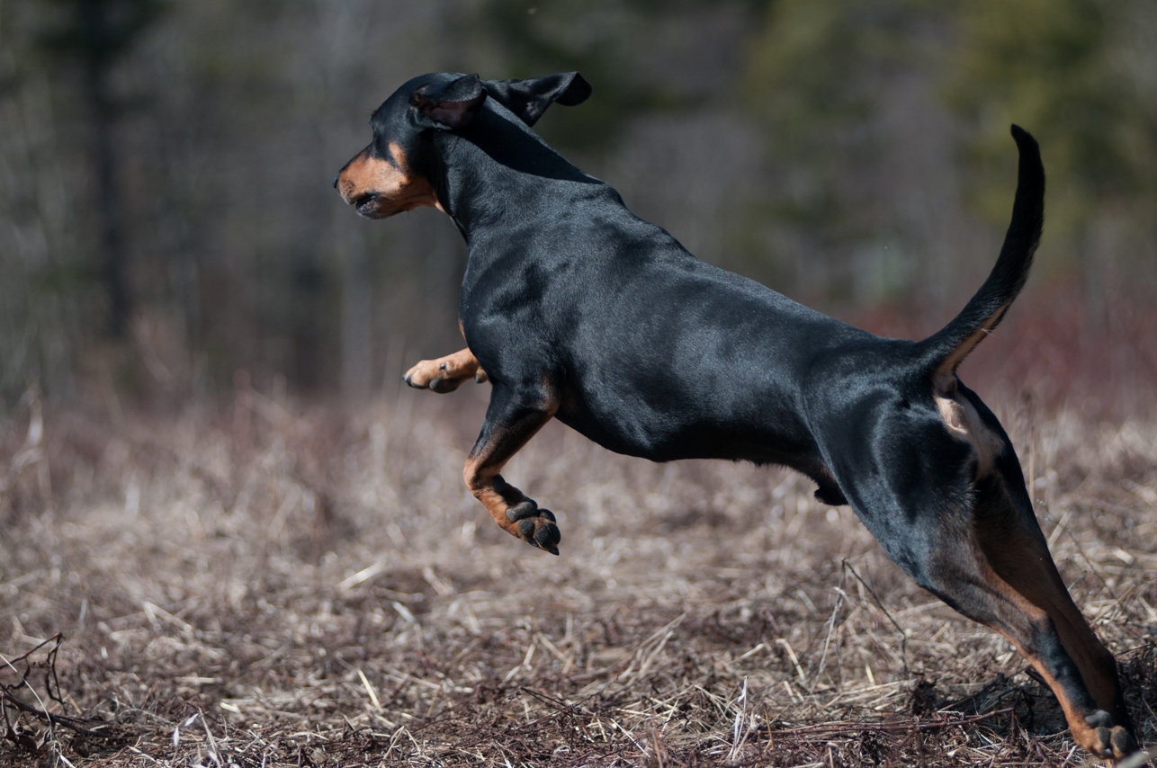 Breeddescription of the eye2nature